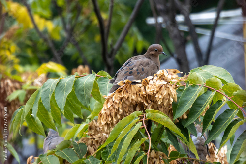 Dove sitting in a tree