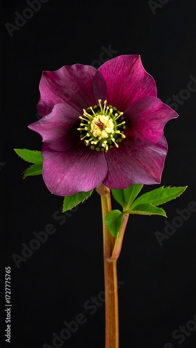 Close-up of a deep purple flower