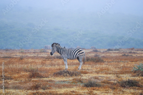 Wallpaper Mural zebra at the national park in south africa Torontodigital.ca