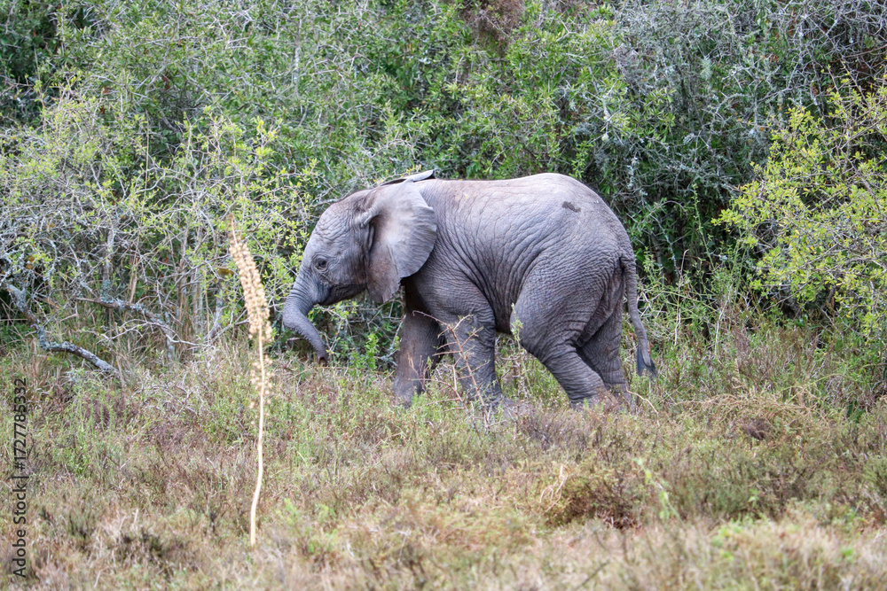 Fototapeta premium young elephant in the jungle