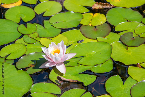 Wallpaper Mural pink waterlily drifting at the lake Torontodigital.ca