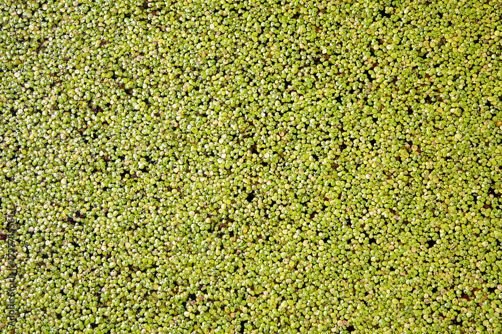 custom made wallpaper toronto digitalpattern of duckweed covering the pond