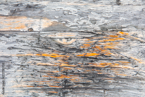 Wallpaper Mural pattern of old dried wood in detail Torontodigital.ca