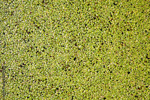 Wallpaper Mural pattern of duckweed covering the pond Torontodigital.ca