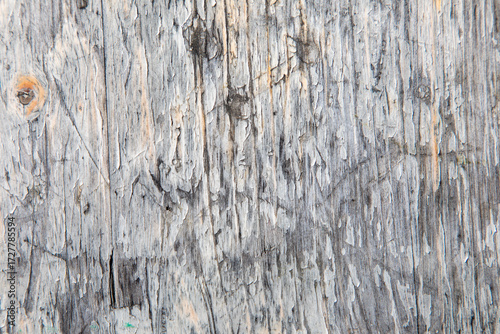 Wallpaper Mural pattern of old dried wood in detail Torontodigital.ca