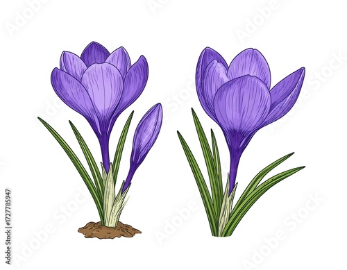 Delicate spring crocus illustrations, detailed botanical drawing