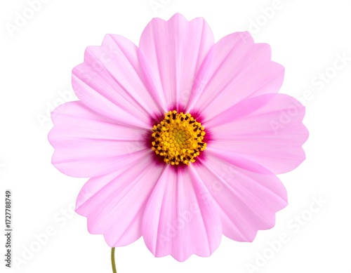 Close-up of a delicate pink cosmos flower