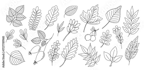 Plants set decorative branch with leaves for home decor, Thanksgiving, autumn, summer seasonal festive hand drawn outline holiday illustration for greeting card, invitation, banner design