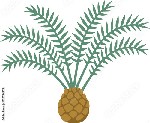 Cycas cairnsiana Illustration – Rare Blue Cycad Vector