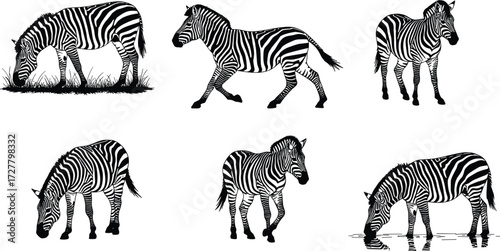 Zebra illustration, wildlife drawing, African animal art, black and white sketch, grazing zebra, drinking zebra, walking zebra, nature artwork, safari design