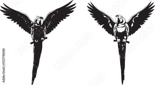 Parrot Pair with Spread Wings, Black and White Vector Illustration Featuring Symmetrical Tropical Birds on Perch