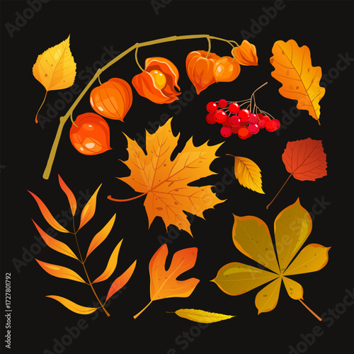 Vector illustration of autumn leaves and berries isolated on a black background. Autumnal set includes variety of leaves - maple, oak, birch, sassafras, pecan, willow, hornbeam, aspen, chestnut, etc.