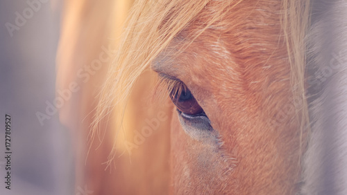 Close-up detail of a horse eye with blonde mane, symbolizing strength, freedom and beauty. Animal portrait in natural light, perfect for concepts of nature, wildlife and emotional connection. 