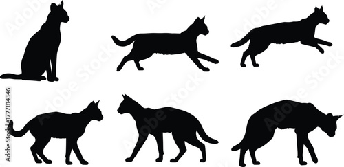 Cat silhouette vector illustration, domestic feline poses collection, sitting, walking, sniffing, standing pet animal design, wildlife artwork for stock content