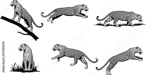 Leopard silhouette collection, six wild animal poses, standing, leaping, stalking, sitting, running, walking, wildlife predator vector, cad drawing flat vector illustration