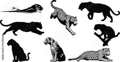 Black panther and leopard silhouette vector, big cat poses, wild animal illustration, swimming, leaping, climbing, sitting, resting, cad drawing flat vector illustration
