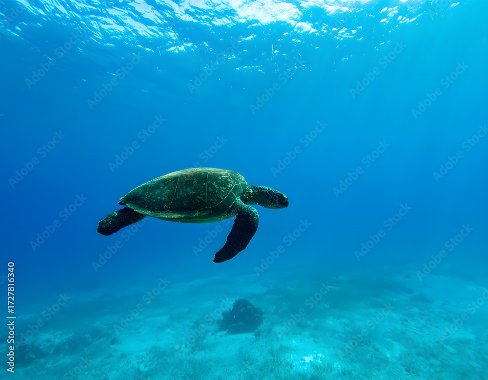 Obraz premium Sea Turtle Swimming Gracefully in Clear Blue Ocean Water