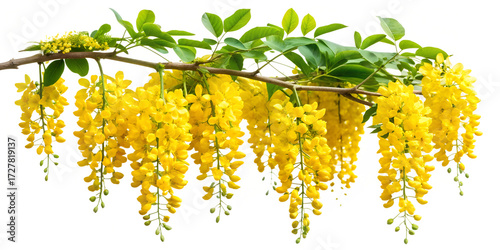 A cascade of golden chain flowers isolated on transparent background, creating a stunning display of vibrant yellow blossoms against a clean backdrop, a symbol of beauty