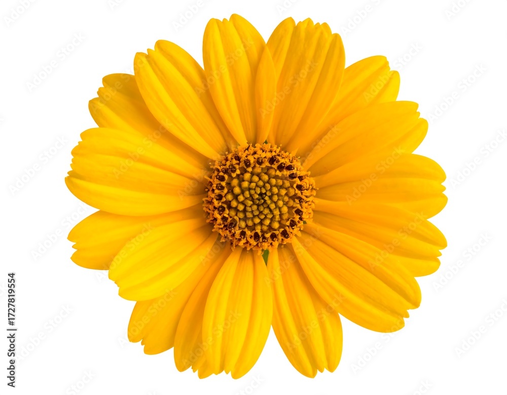Obraz premium Close-up of a bright yellow flower (1)