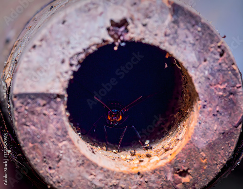 Close-Up View of Insect Inside Hollow Pipe with Rusty Edges