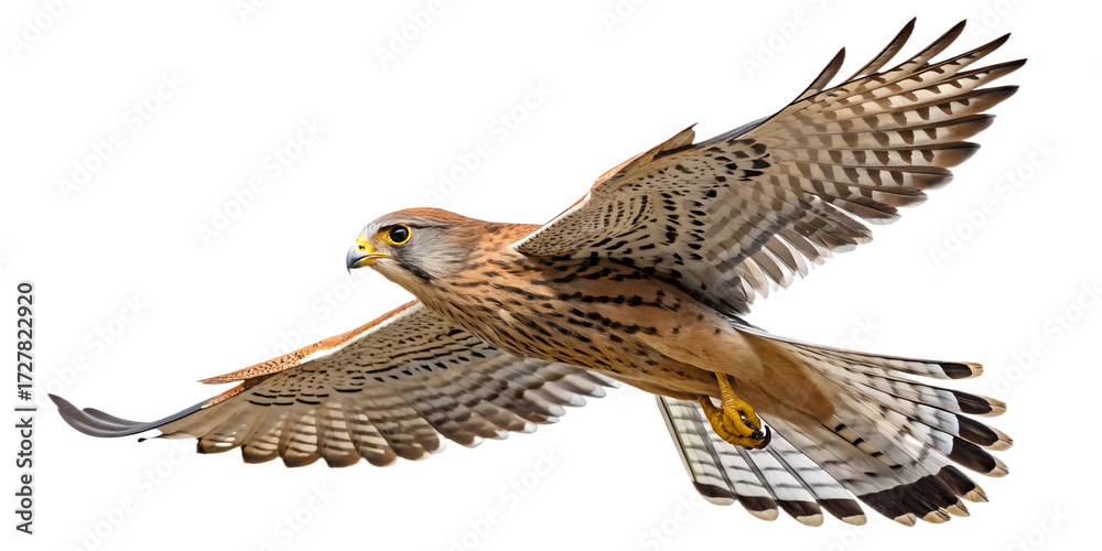 Fototapeta premium Kestrel PNG – Realistic Flying Small Falcon on Transparent Background