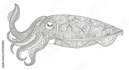 Cuttlefish illustration detailed line art on white background.