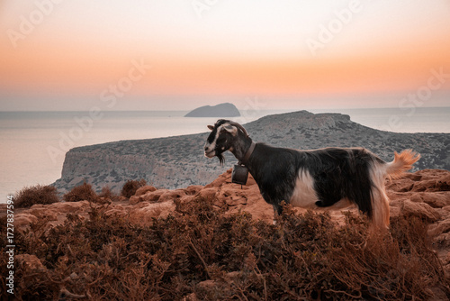 Rustic charm meets coastal serenity—an island goat gazes over Balos Beach at dusk, bathed in the soft glow of a Mediterranean sunset