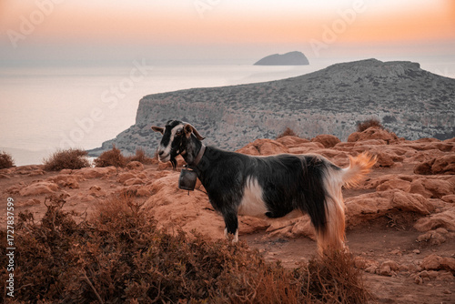 Rustic charm meets coastal serenity—an island goat gazes over Balos Beach at dusk, bathed in the soft glow of a Mediterranean sunset