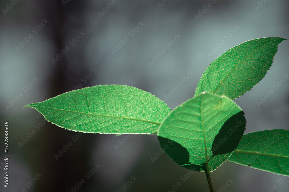 Fototapeta premium close up of green leaves against a black black background