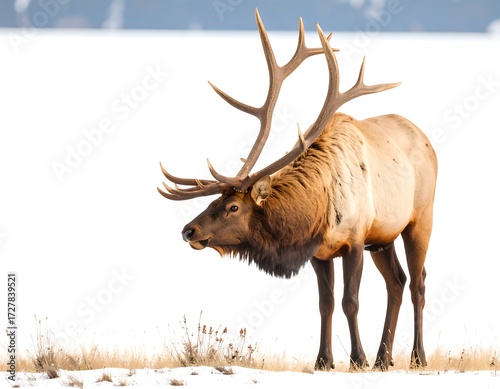 Majestic elk in snowy landscape