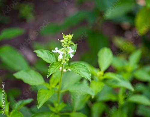 Wallpaper Mural Close-up of basil plant in bloom Torontodigital.ca