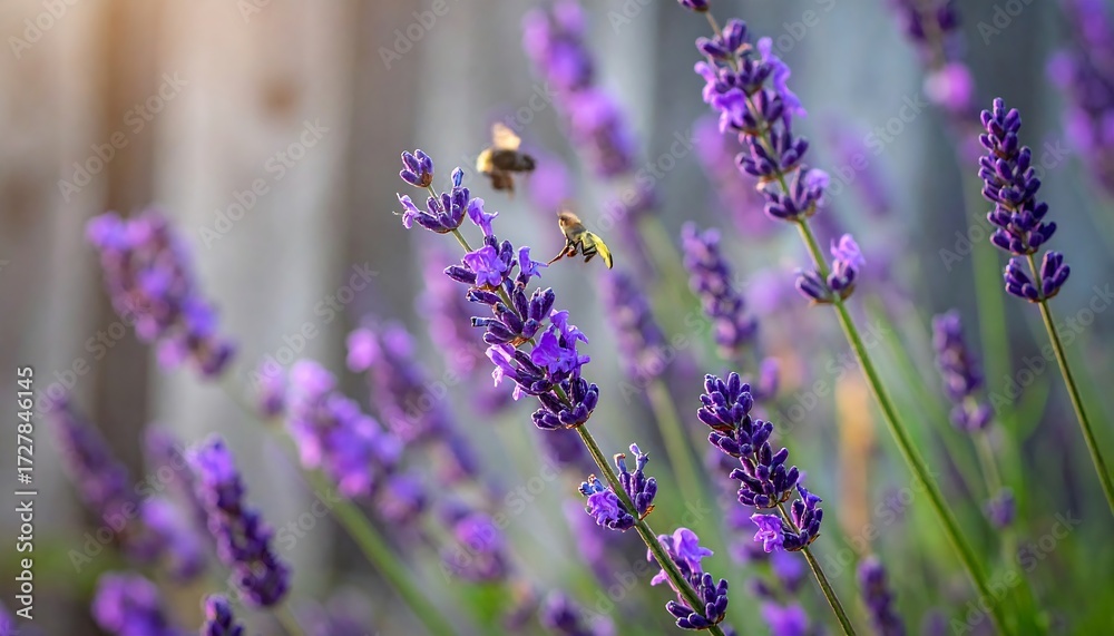 Fototapeta premium A close-up shot showcases vibrant lavender flowers swaying in the sunlight, with two bees hovering nearby, blurred background