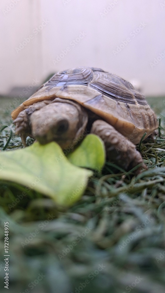 Naklejka premium A small turtle resting on the grass, with its head raised and facing upward towards the sky.