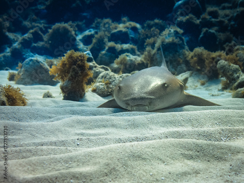 Obraz na plátne Nurse shark resting on the ocean floor.