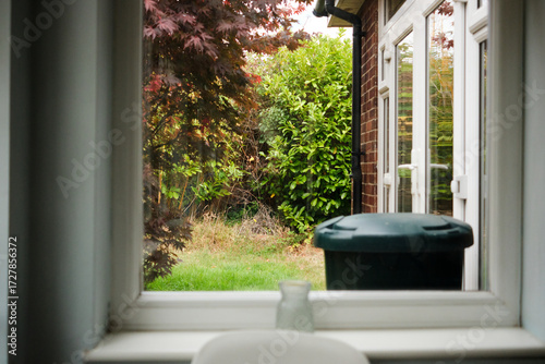 View out of a window to a back garden with laurel hedge and red maple