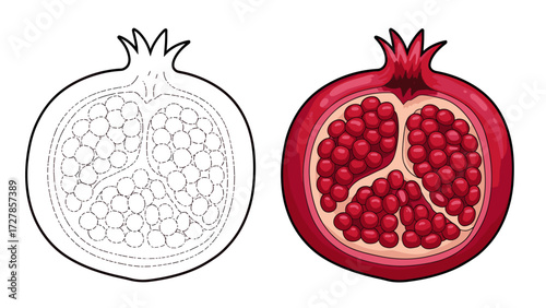 Pomegranate Halves: Outline Drawing and Realistic Colored Illustration. Healthy Fruit Vector for Coloring or Design.
