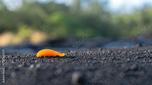 A small, vibrant orange sea slug rests on dark, textured ground