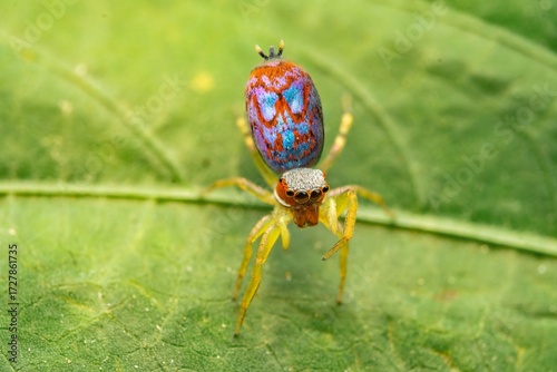 Colorful Peacock Jumping Spider Macro on Green Leaf