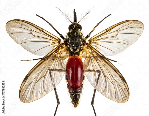 Close-up of a mosquito with translucent wings