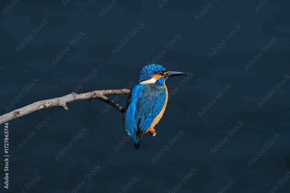 Obraz premium kingfisher