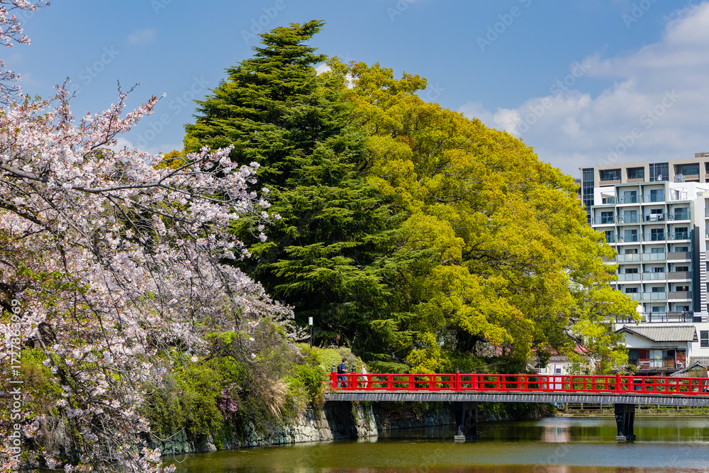 Obraz premium Traditional red bridge and cherry blossoms on a sunny spring day in Odawara, Japan.