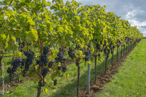 Rebzeile mit Rotweintrauben