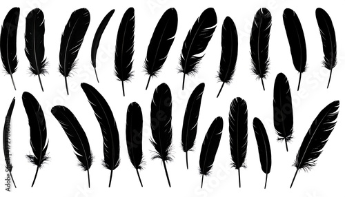 Black feather silhouettes against a white background