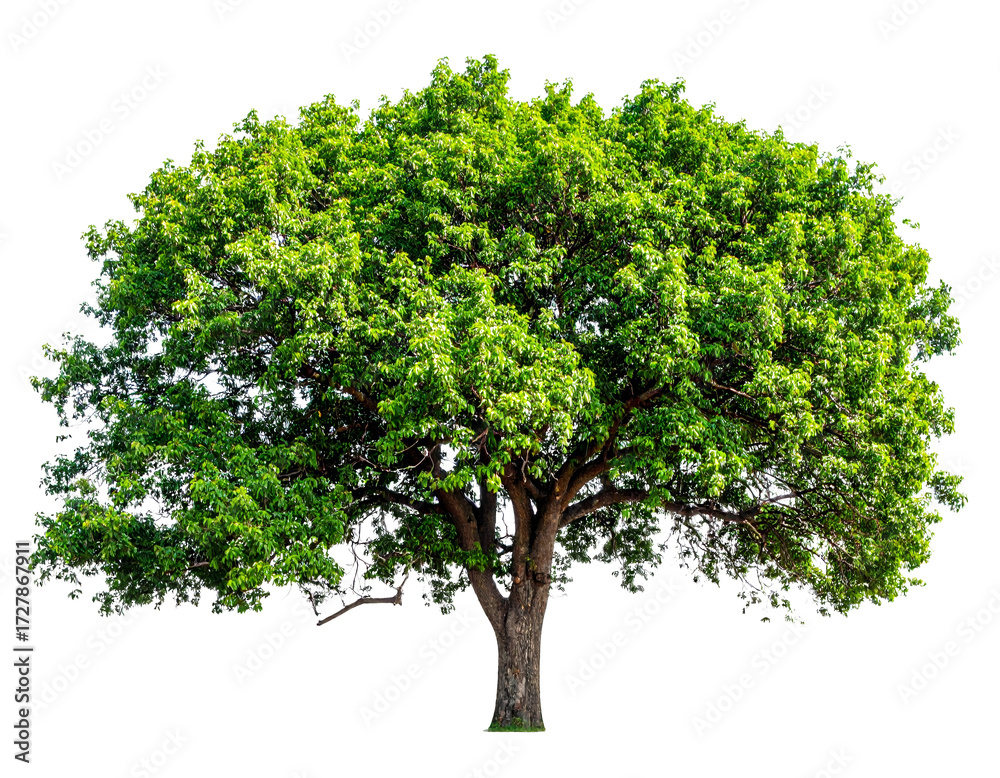 Obraz premium Green tree isolated on transparent background.