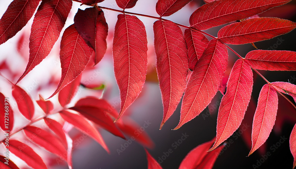 Fototapeta premium Sumac Leaves Turning Red