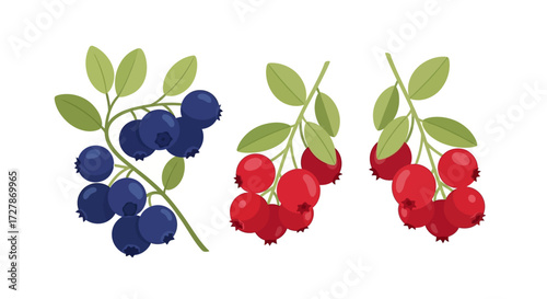 Illustration of three berry clusters, one with blueberries and two with red cranberries, each with green leaves, isolated on a white background.