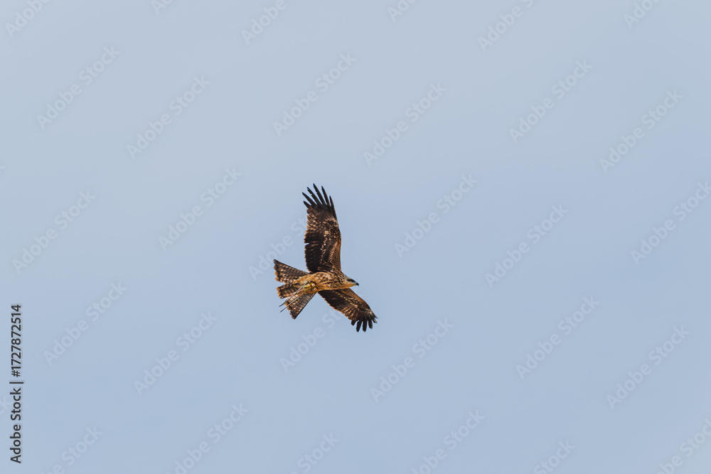Fototapeta premium Majestic Black Kite soaring above