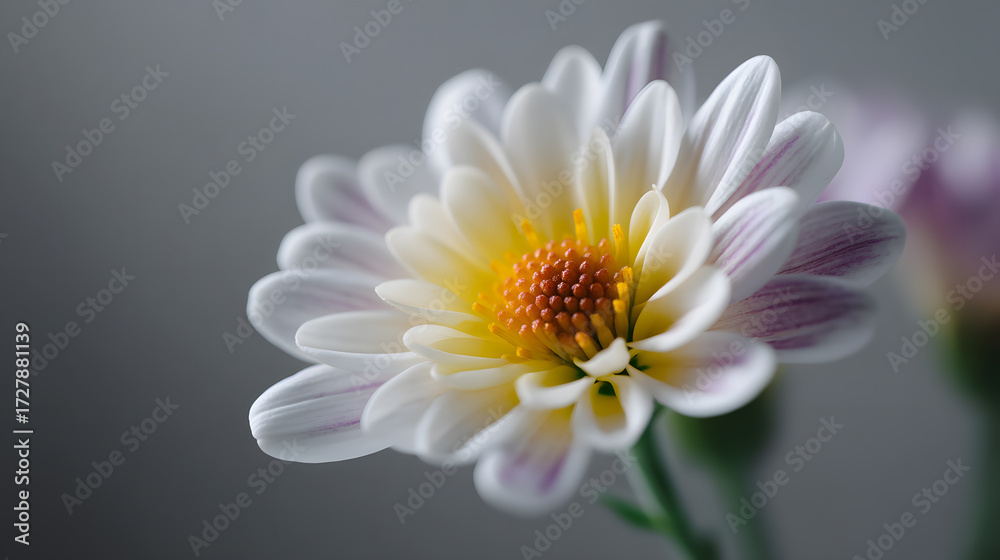 Fototapeta premium Chrysanthemum's Delicate Bloom: A close-up captures the exquisite detail of a Chrysanthemum, showcasing its intricate petals and vibrant center. The delicate beauty unfolds, inviting contemplation.