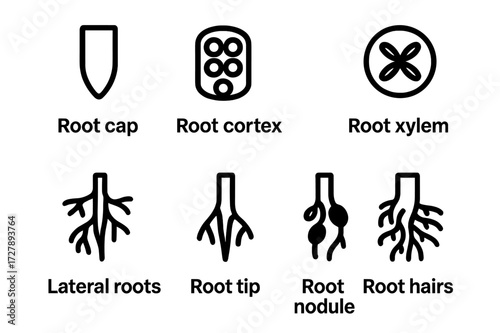 Plant Root Anatomy Icons. Solid, filled icon set of plant root anatomy: root cap, root cortex, root xylem, root phloem, lateral roots, root tip, root nodule,