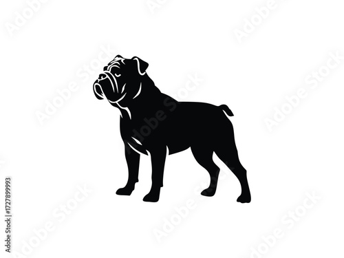 black and white bulldog